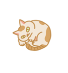 うちの猫マンゴー（個別スタンプ：11）