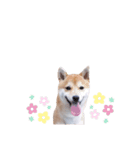 柴犬 すたんぷ part3（個別スタンプ：1）