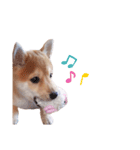 柴犬 すたんぷ part3（個別スタンプ：2）