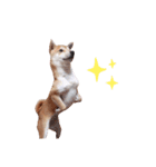 柴犬 すたんぷ part3（個別スタンプ：4）