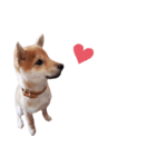 柴犬 すたんぷ part3（個別スタンプ：5）
