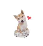 柴犬 すたんぷ part3（個別スタンプ：6）