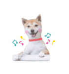 柴犬 すたんぷ part3（個別スタンプ：7）