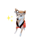 柴犬 すたんぷ part3（個別スタンプ：8）