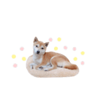 柴犬 すたんぷ part3（個別スタンプ：11）