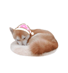 柴犬 すたんぷ part3（個別スタンプ：12）