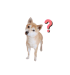 柴犬 すたんぷ part3（個別スタンプ：14）