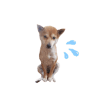 柴犬 すたんぷ part3（個別スタンプ：15）
