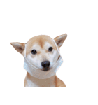 柴犬 すたんぷ part3（個別スタンプ：16）
