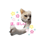 名前はテト。（個別スタンプ：1）