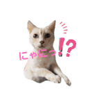 名前はテト。（個別スタンプ：2）