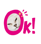 名前はテト。（個別スタンプ：8）
