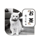 名前はテト。（個別スタンプ：34）