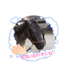 道産子ラッシュのつぶやき！（個別スタンプ：11）