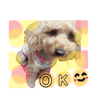 そらワン（個別スタンプ：10）