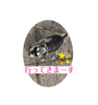 ミニシュナ福太郎②ちょっぴり北海道弁（個別スタンプ：4）
