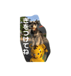 ミニシュナ福太郎②ちょっぴり北海道弁（個別スタンプ：7）