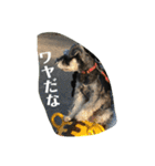 ミニシュナ福太郎②ちょっぴり北海道弁（個別スタンプ：23）