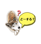 ミックスつくしの日常会話その1（個別スタンプ：12）