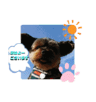 ヨーキー ゆず丸（個別スタンプ：19）