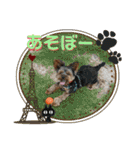 ヨーキー ゆず丸（個別スタンプ：25）