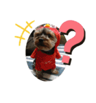 ヨーキー ゆず丸（個別スタンプ：26）