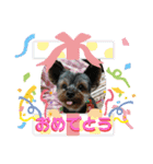 ヨーキー ゆず丸（個別スタンプ：27）