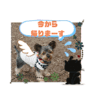 ヨーキー ゆず丸（個別スタンプ：29）