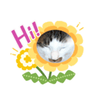 うちのニャンコロベー3（個別スタンプ：1）
