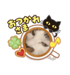 うちのニャンコロベー3（個別スタンプ：6）