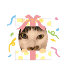 うちのニャンコロベー3（個別スタンプ：8）