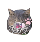 おじドラにゃん（個別スタンプ：4）