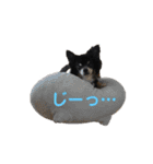くろわんこ❤️さすたん（個別スタンプ：3）