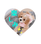ポメプーぴのすたんぷ（個別スタンプ：1）