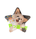 ポメプーぴのすたんぷ（個別スタンプ：3）