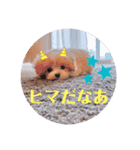ポメプーぴのすたんぷ（個別スタンプ：5）