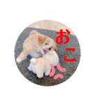 ポメプーぴのすたんぷ（個別スタンプ：8）