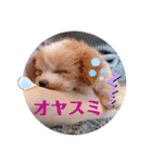 ポメプーぴのすたんぷ（個別スタンプ：9）