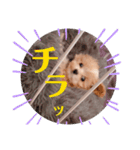 ポメプーぴのすたんぷ（個別スタンプ：10）