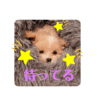 ポメプーぴのすたんぷ（個別スタンプ：15）