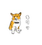 レイジーな犬ディオ（個別スタンプ：1）