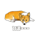 レイジーな犬ディオ（個別スタンプ：4）