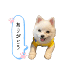 ポメラニアンのボスくん（個別スタンプ：1）