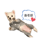 ポメラニアンのボスくん（個別スタンプ：3）