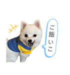 ポメラニアンのボスくん（個別スタンプ：4）