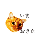【実写版】猫のまーちゃろ（個別スタンプ：1）