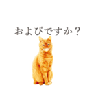 【実写版】猫のまーちゃろ（個別スタンプ：2）