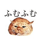 【実写版】猫のまーちゃろ（個別スタンプ：3）