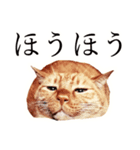 【実写版】猫のまーちゃろ（個別スタンプ：4）