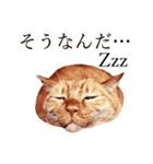 【実写版】猫のまーちゃろ（個別スタンプ：5）